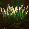 Solar Sway Reed