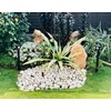 Solar Bollard Garden Light